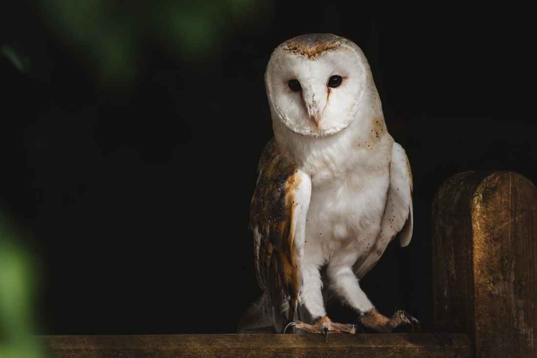 barn owl perched on tree